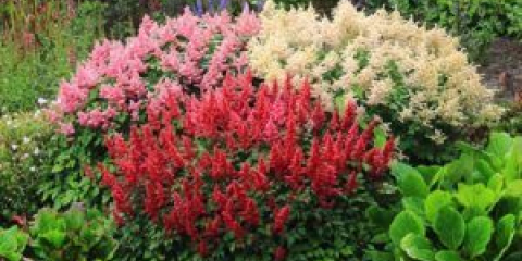 Nejlepší astilby pro zahradu: astilbe arendsa, jiné odrůdy